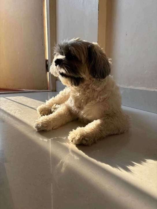 Shih Tzu Dogs For Mating In Bangalore