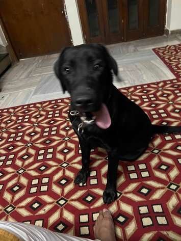 Labrador Retriever Dogs For Mating In Bangalore