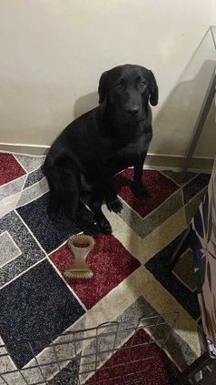 Labrador Retriever Dogs For Mating In Hyderabad
