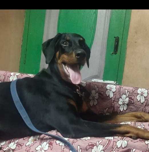 American Doberman Dogs For Mating In Chennai