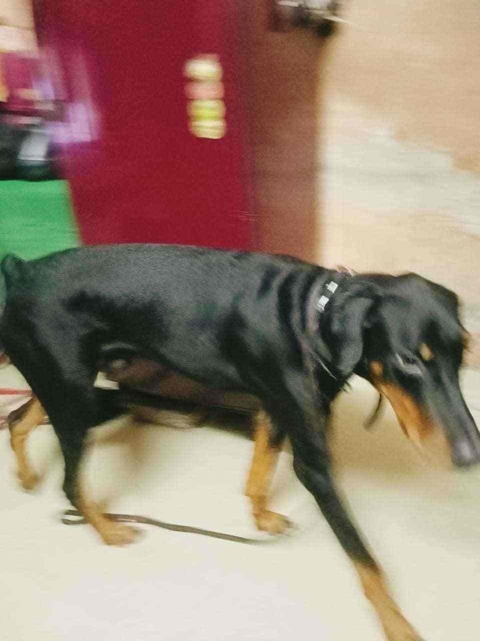American Doberman Dogs For Mating In Chennai