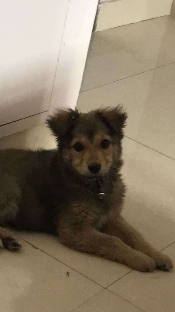 Indian Breed For Adoption In Dehradun