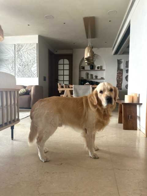 Golden Retriever Dogs For Mating In Mumbai