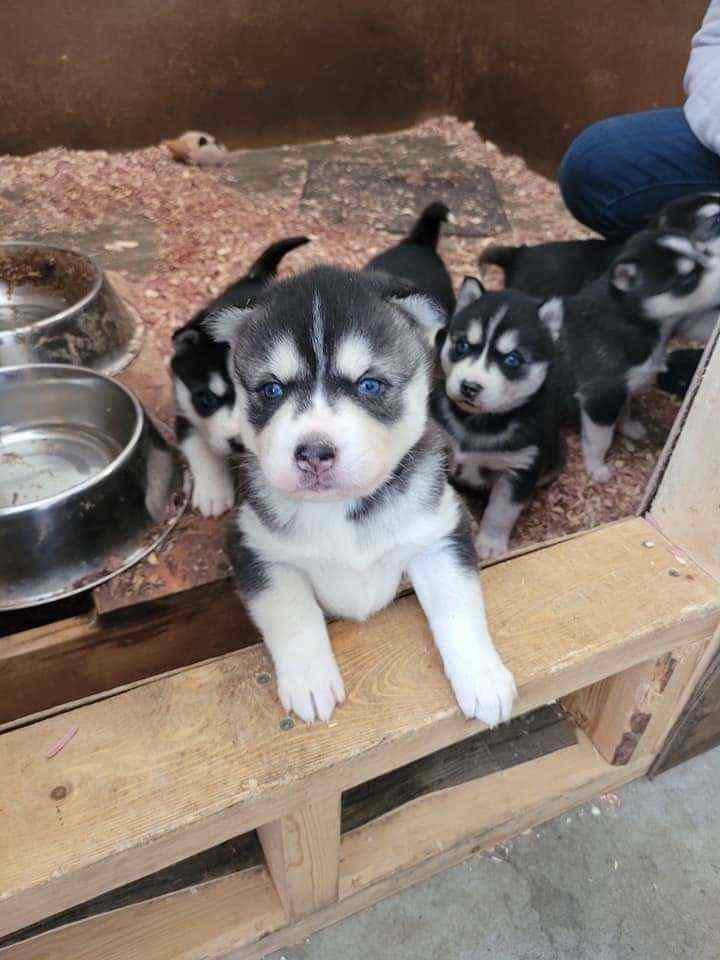Mr n Mrs Pet