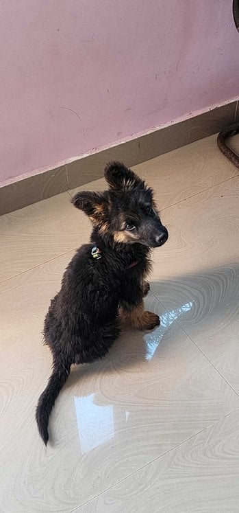 German Shepherd For Adoption In Ranchi