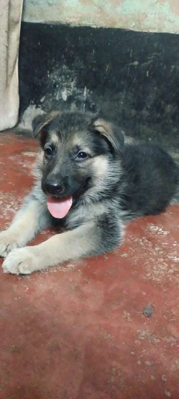German Shepherd For Sale In Kolkata