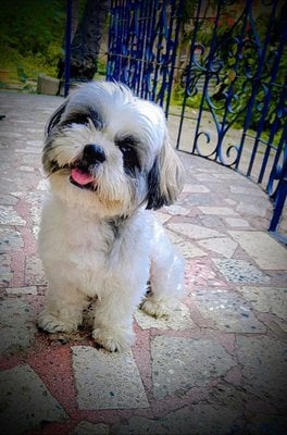 Shih Tzu Dogs For  Mating In Pune
