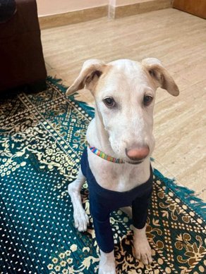 Indian Breed For Adoption In Noida