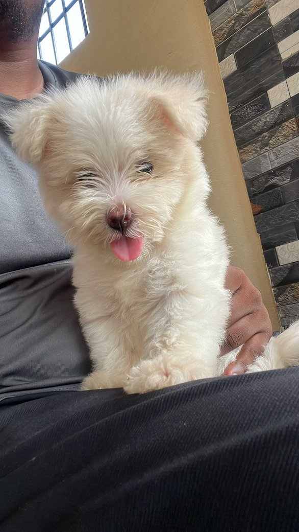 Lhasapoo For Sale In Chennai