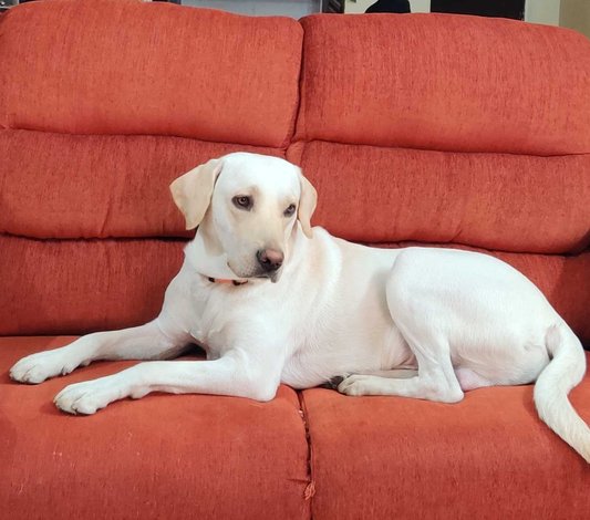 Labrador Retriever Dogs For Mating In Bangalore