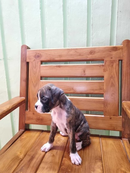 Boxer For Sale In Thrissur