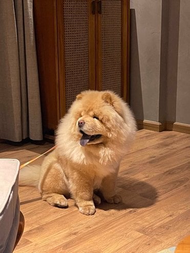 Chow Chow Dogs For Mating In Ahmedabad