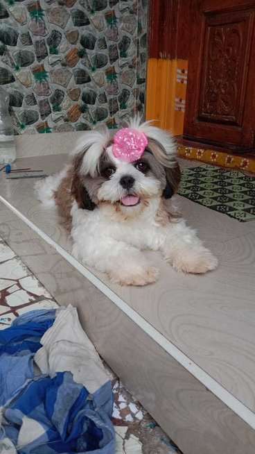 Shih Tzu Dogs For Mating In Pondicherry