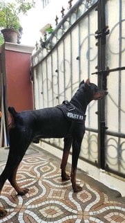 Doberman Dogs For Mating In Hyderabad