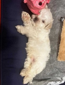 Maltese For Sale In Mumbai