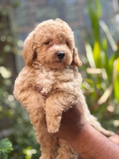 Maltipoo For Sale In Kolkata