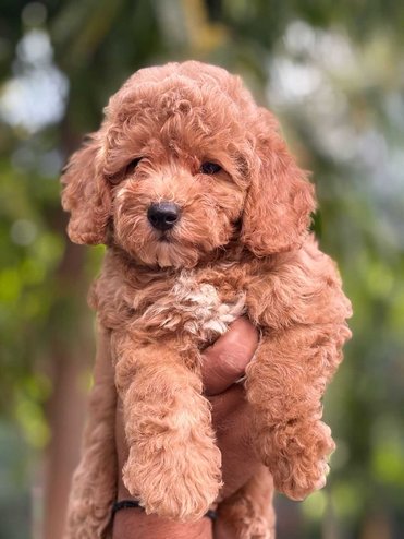 Maltipoo For Sale In Kolkata