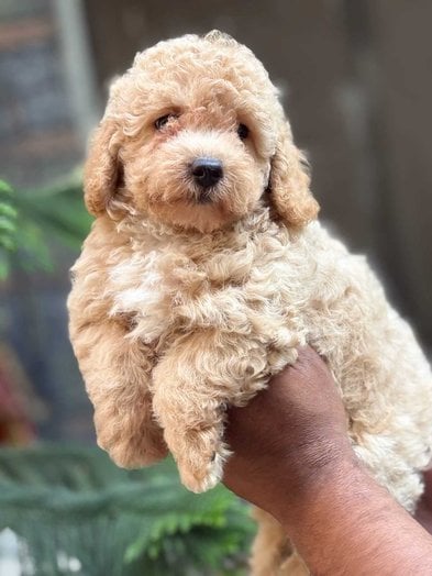 Maltipoo For Sale In Kolkata