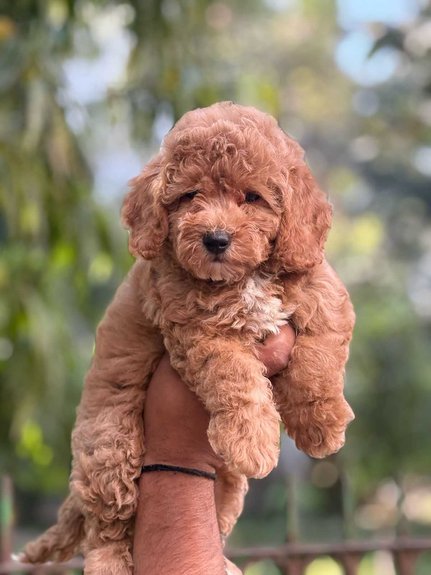 Maltipoo For Sale In Kolkata