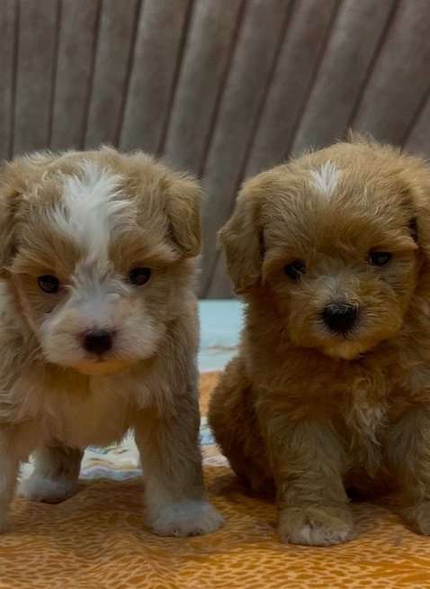 Maltipoo For Sale In Coimbatore