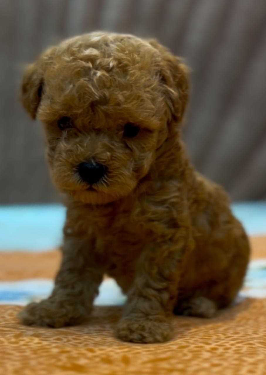 Maltipoo For Sale In Coimbatore
