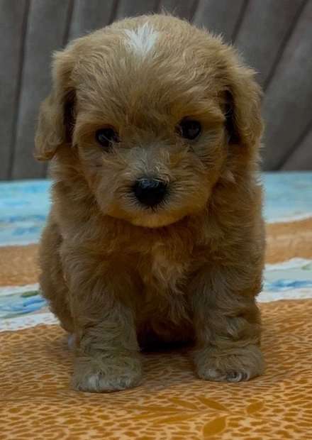 Maltipoo For Sale In Coimbatore