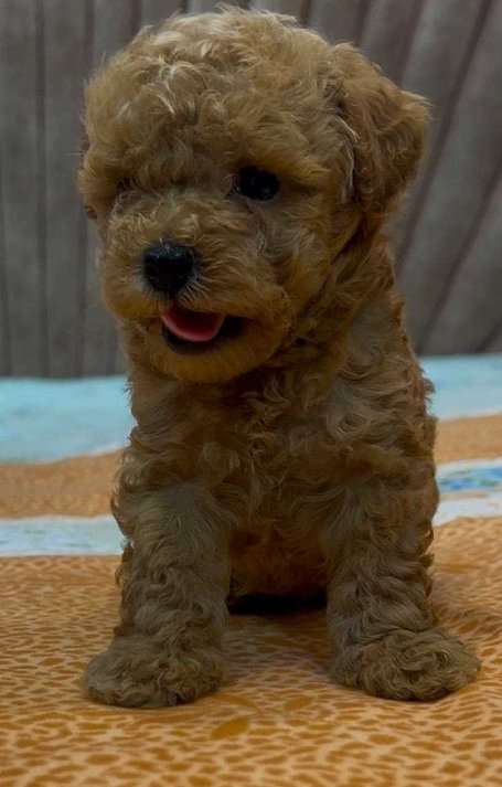 Maltipoo For Sale In Coimbatore