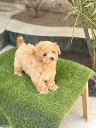 Pet Quality Maltipoo