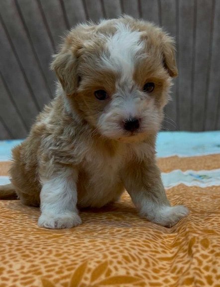 Maltipoo For Sale In Bhopal