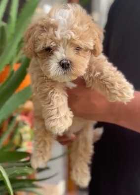 Maltipoo For Sale In Bhopal