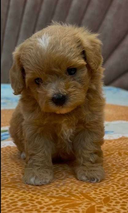 Maltipoo For Sale In Bhopal