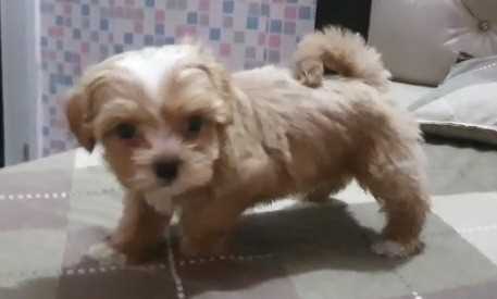 Maltipoo For Sale In Bhopal
