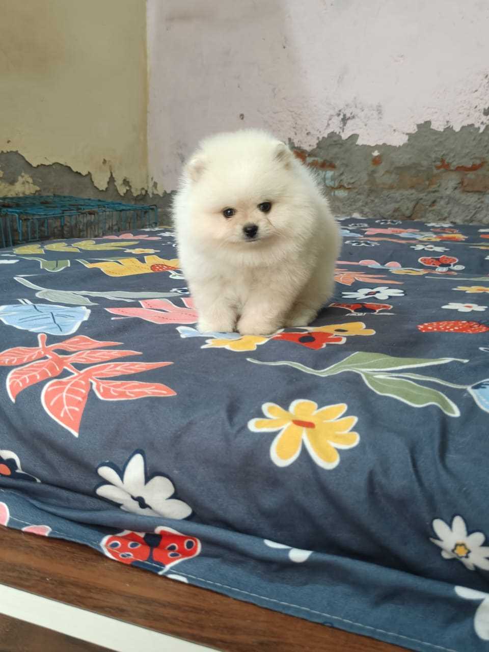 Mr n Mrs Pet