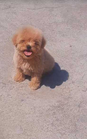 Maltipoo For Sale In Kolkata