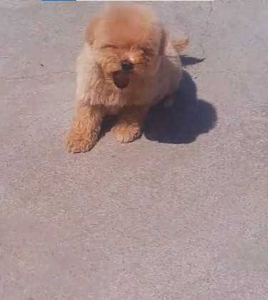 Maltipoo For Sale In Coimbatore