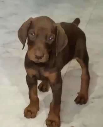 European Doberman For Sale In Mumbai