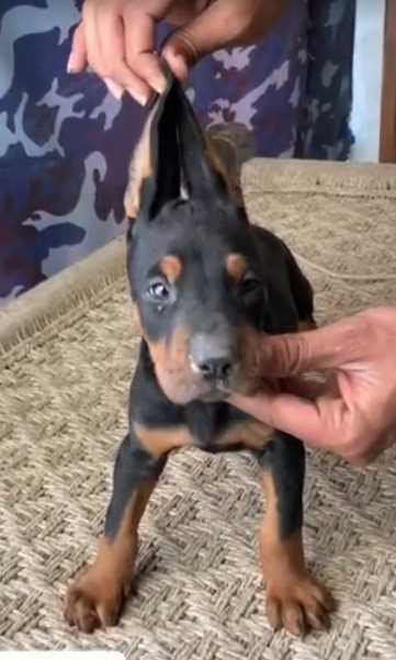 European Doberman For Sale In Mumbai