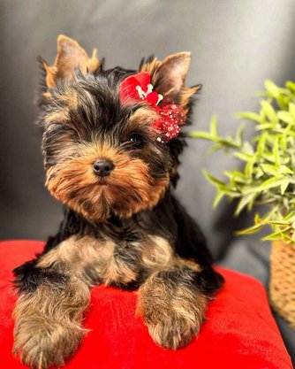 Yorkshire Terrier For Sale In Coimbatore