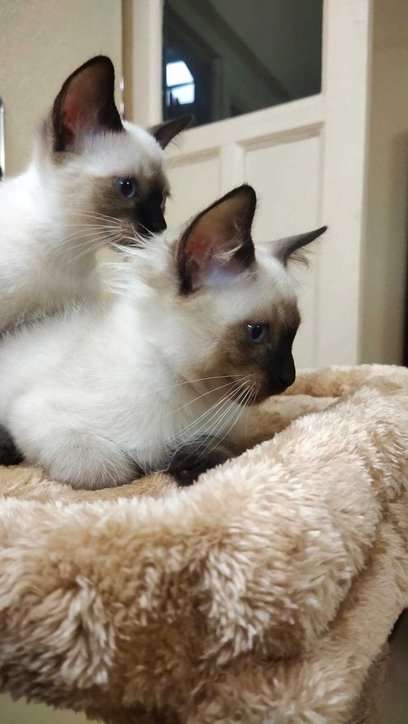Mr n Mrs Pet
