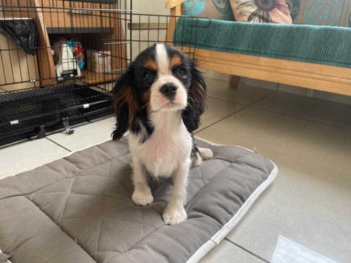 Cavalier King Charles Spaniel For Sale In Ahmedabad
