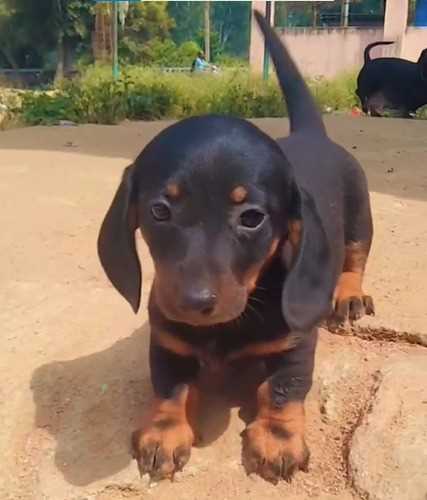 Mr n Mrs Pet
