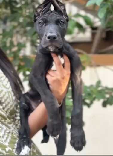 Great Dane For Sale In Coimbatore