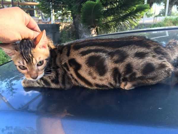 Bengal For Sale In Ahmedabad