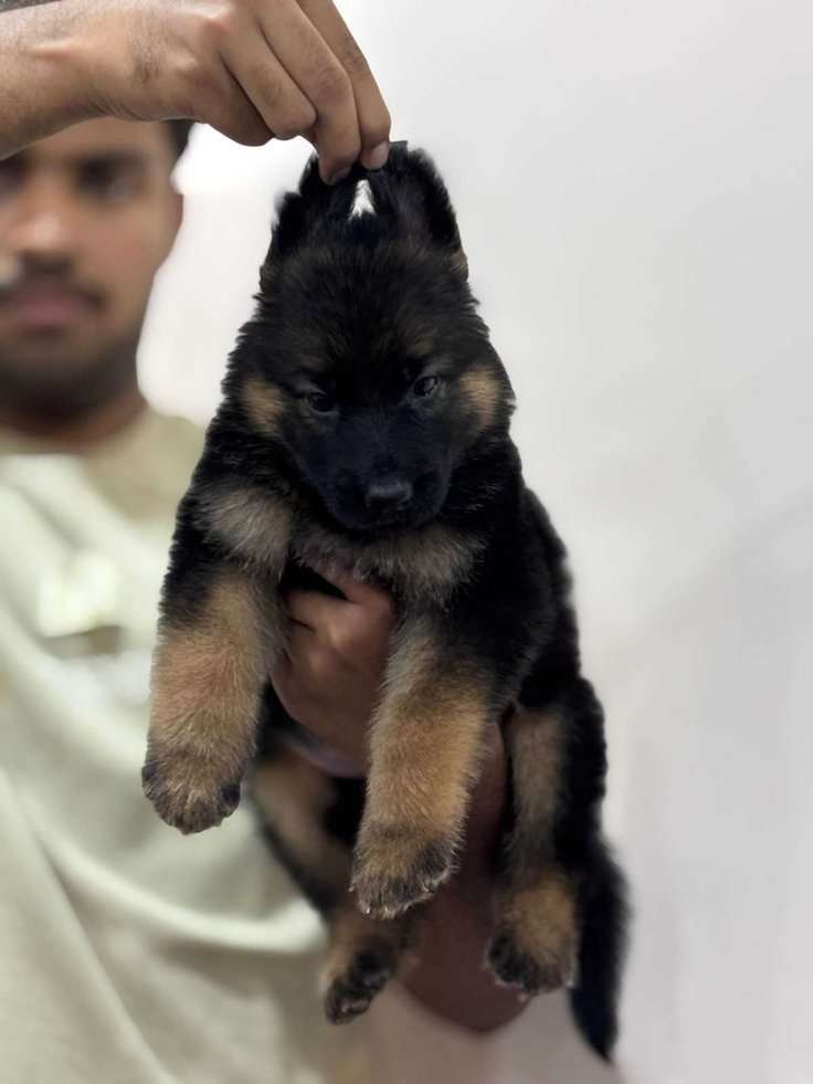 German Shepherd For Sale In Coimbatore