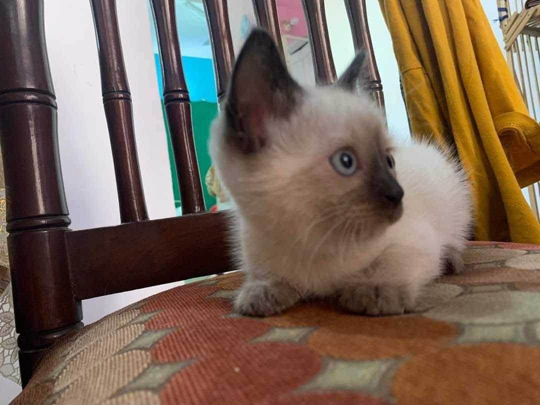 Mr n Mrs Pet