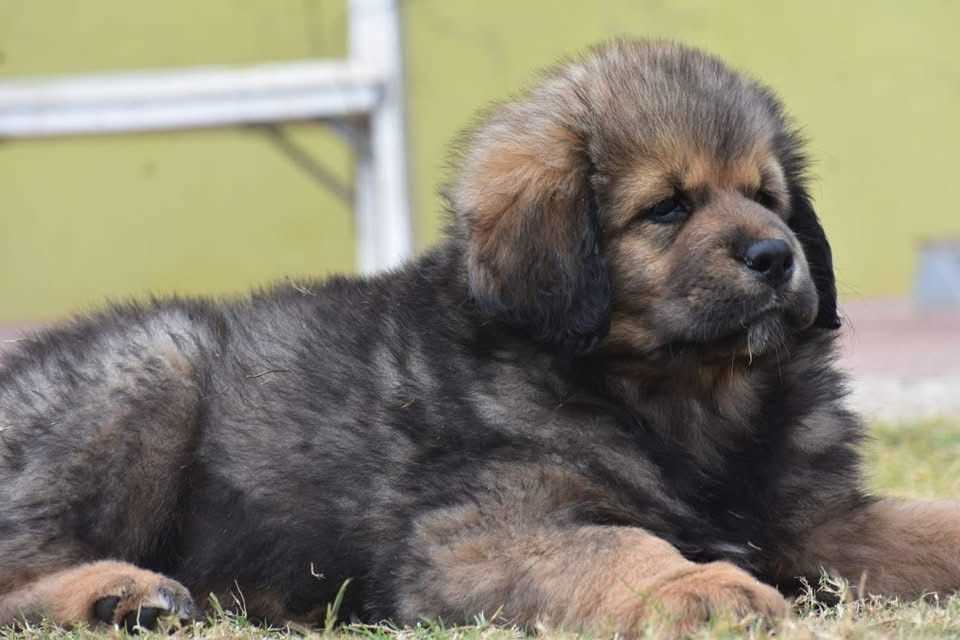 Tibetan Mastiff For Sale In Hyderabad