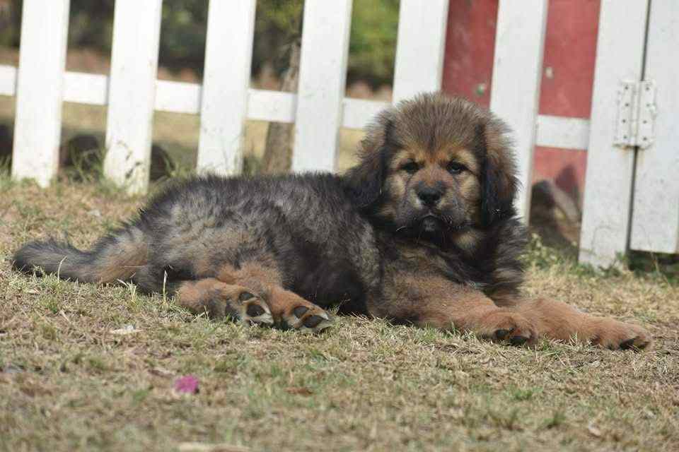 Tibetan Mastiff For Sale In Hyderabad