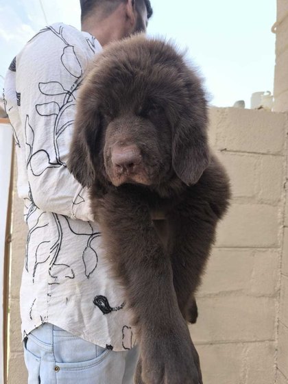 Newfoundland For Sale In Bhopal