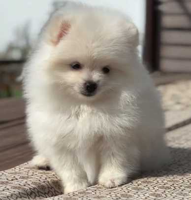 Toy Pom For Sale In Jaipur