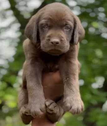 Labrador Retriever For Sale In Hyderabad